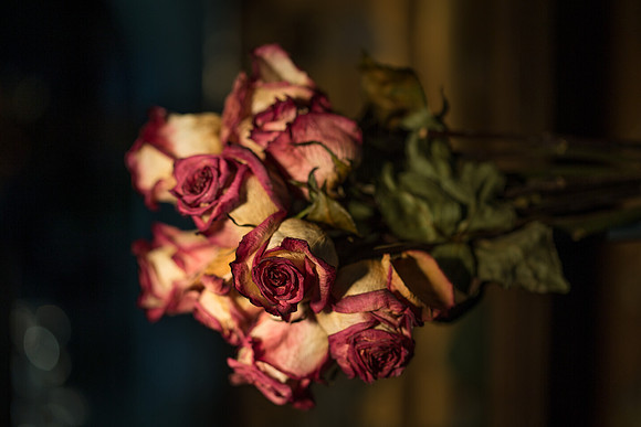 20140722_Roses_Dry_Studio_Shots_CG3P0338