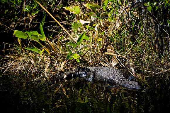 84673_ZV4N_1415_Everglades_Shark_Valley_FL_USA