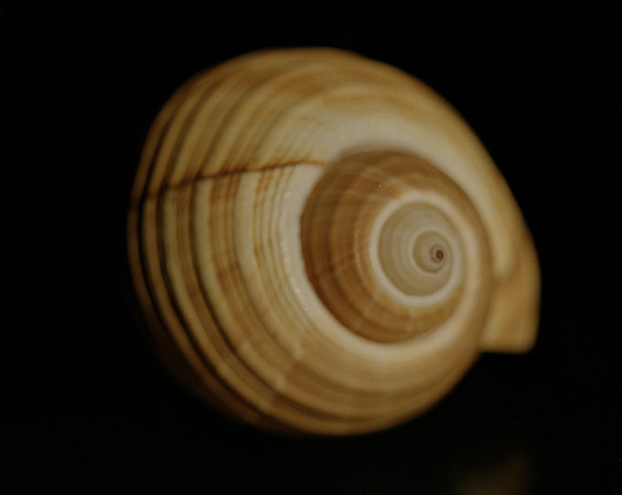 42464_Shells_A