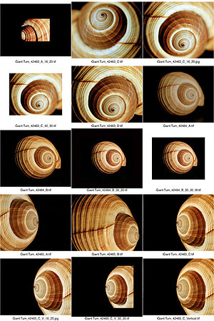 Shells_Contact_Sheet_04