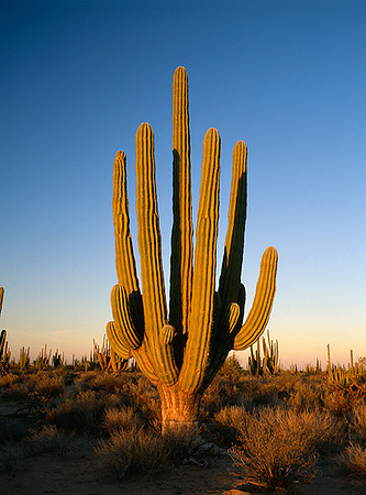4000_20080719_ADS_Mexican_Landscape_Mexico_125
