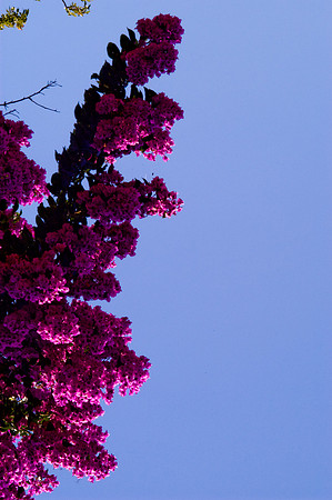84775_DSC_0111_Fairchild_Garden_Miami_FL_USA