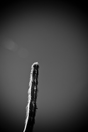 0031_La_Arizona_5L8Y5525