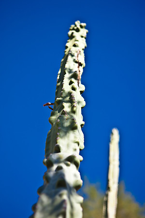 0031_La_Arizona_5L8Y5335