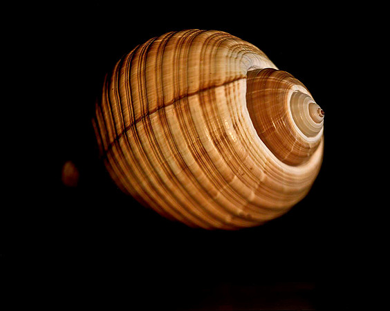 42461_FM_4X5_COLOR_GIANT_TUM_SHELLS_FL_04_10.jpg