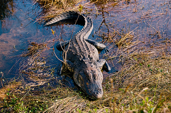 84694_EVERGLADES 33939__Azuley-R7-29A
