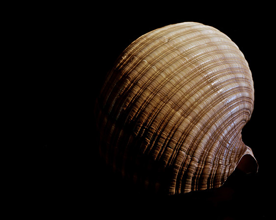 42477_FM_4X5_BW_GIANT_TUM_SHELLS_FL_04_02.jpg