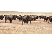 0044_North_Dacota_Fargo_to_South_Rapid_City_TO_CHEYENNE_5L8Y4166