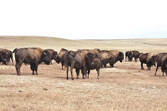 0044_North_Dacota_Fargo_to_South_Rapid_City_TO_CHEYENNE_5L8Y4166