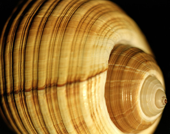 42465_Shells_D