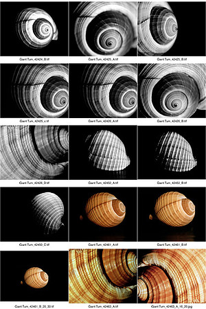 Shells_Contact_Sheet_03