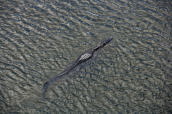 84673_ZV4N_1459_Everglades_Shark_Valley_FL_USA