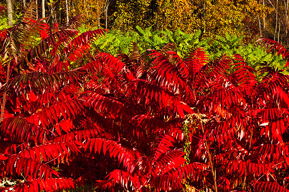 0258_FM_COLOR_MINESOTA_99_79.jpg