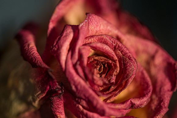 20140722_Roses_Dry_Studio_Shots_CG3P0312