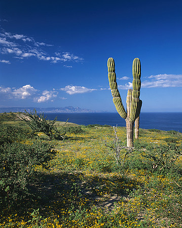 4000_20080719_ADS_Mexican_Landscape_Mexico_P078
