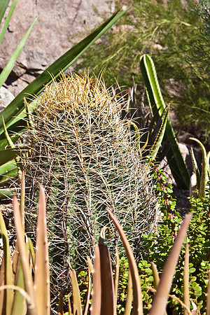 0031_La_Arizona_5L8Y5209