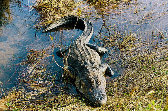 84694_EVERGLADES 33939__Azuley-R7-36A