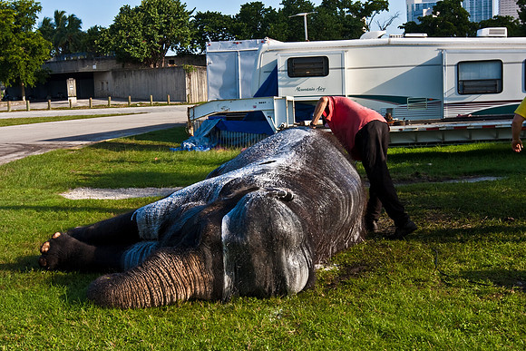 42588_Circus_Miami__Park__IMG_6379