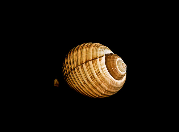 42461_FM_4X5_COLOR_GIANT_TUM_SHELLS_FL_04_02.jpg