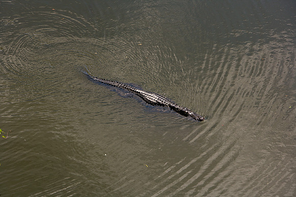 84673_ZV4N_1456_Everglades_Shark_Valley_FL_USA