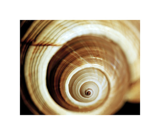 42463_Shells_C_40_30