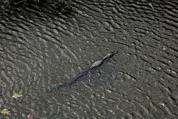 84673_ZV4N_1464_Everglades_Shark_Valley_FL_USA