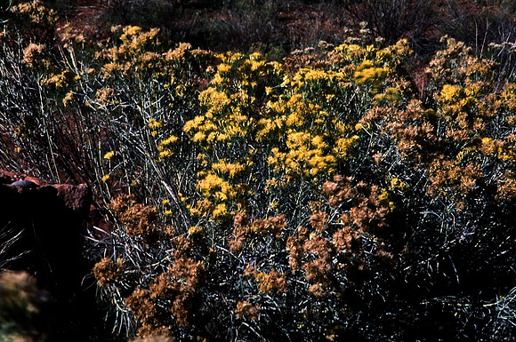 06766_B10_SL_COLOR_COLORADO_TO_CISCO_MOAB_HWY128_C0_97_1515.jpg