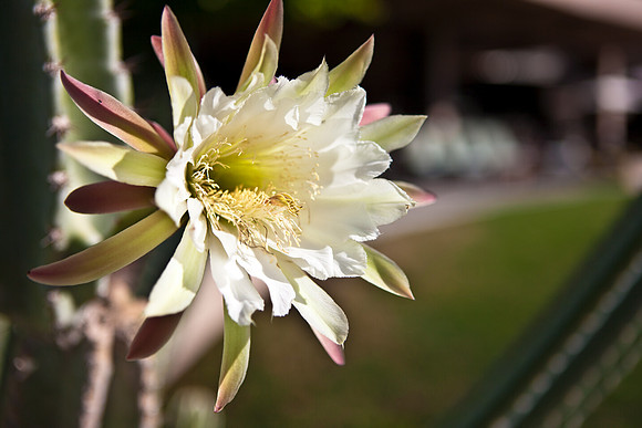 0031_La_Arizona_5L8Y5148