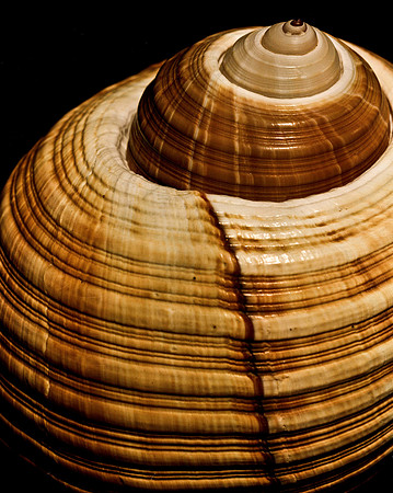 42465_FM_4X5_COLOR_GIANT_TUM_SHELLS_FL_04_04.jpg