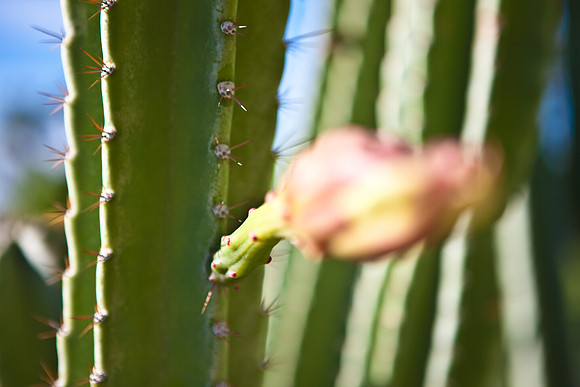 0031_DG_Cactus_Scottsdale_AZ_USA_2009_5L8Y5143