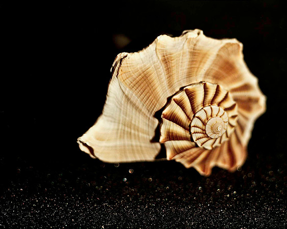 42466_FM_4X5_COLOR_WHELK_LIGHTING_SHELLS_FL_04_02.jpg