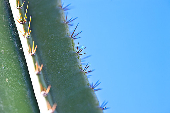 0031_La_Arizona_5L8Y5182
