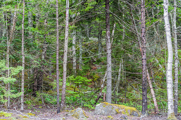 20060627_Maine_ZV4N0881