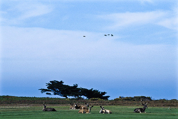47938_B17_SL_COLOR_17M_DRIVE_CA_97_ CARMEL_CA_97_17.jpg