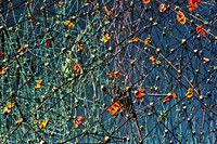 0258_FM_COLOR_MINESOTA_99_05.jpg