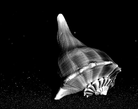 42434_FM_4X5_BW_MUREX_WHELK_SHELLS_FL_04 _06.jpg