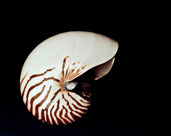 42472_FM_4X5_COLOR_NATNAUT_SHELLS_FL_04_07.jpg