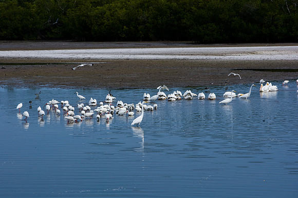 85540_ZV4N7051_Miami_To_Sanibel_Island_FL_Sanibel_FL_USA