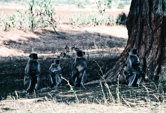 47283_SL_COLOR_INDIA_1987_13