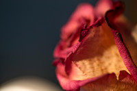20140722_Roses_Dry_Studio_Shots_CG3P0303