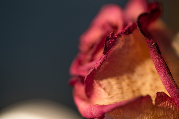20140722_Roses_Dry_Studio_Shots_CG3P0303