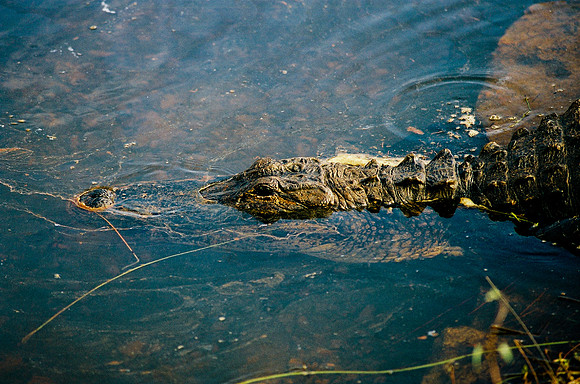 84694_EVERGLADES 33942__Azuley-R8-9