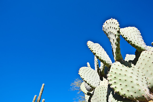 0031_DG_Cactus_Scottsdale_AZ_USA_2009_5L8Y5245