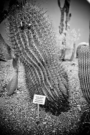 0031_La_Arizona_5L8Y5306