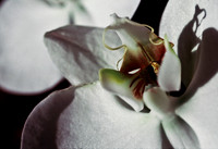 84577_SL_COLOR_WHITE_ORCHID_FL_06_10.tif