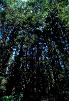 47979_B18_SL_COLOR_REDWOOD_CA_97_15.jpg
