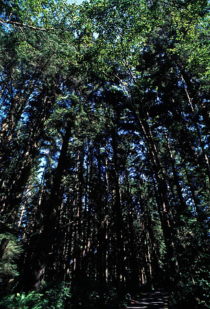 47979_B18_SL_COLOR_REDWOOD_CA_97_15.jpg