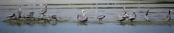 85540_ZV4N6728_Miami_To_Sanibel_Island_FL_Sanibel_FL_USA