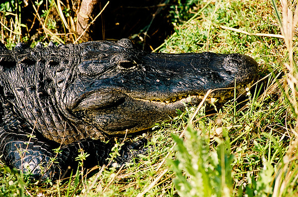 84694_EVERGLADES 33942R5__Azuley-R5-33
