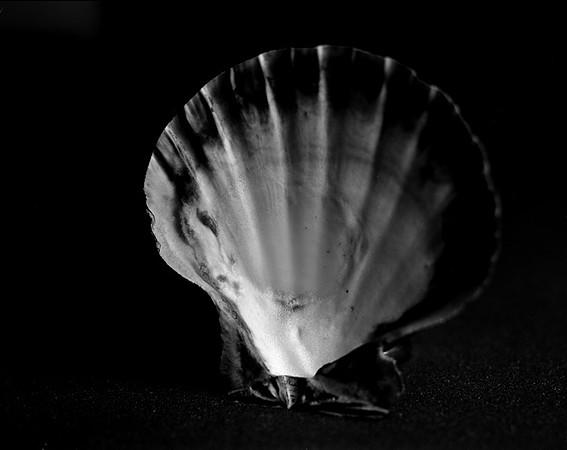 42452_A_Lion_Paw_Shells_